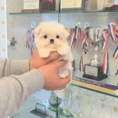 어벤져스켄넬 탑클래스펫 강아지분양 이미지