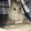 마리동물병원 | 송파마리동물병원 후기(고양이 꼬리 끝 털 빠짐)