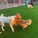 고쳐줄개 이미지