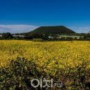 저지오름 이미지