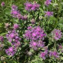 수레국화속 (센타우레아, Centaurea) 이미지