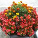 본리동주민센터 이미지