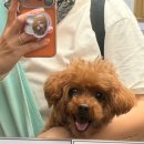호수의아침 | 왕송호수 아침 산책 후기｜11살 푸들 까부리와 여름철 강아지 산책 꿀팁🐶☀️