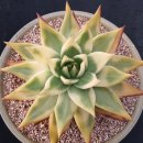 골드크레마 이미지