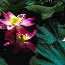 양산호수공원 이미지