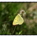 노랑나비 이미지