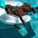 물만난 강아지 이미지