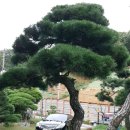 소나무농장 이미지