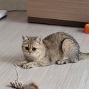 안산 센트럴 동물병원 이미지