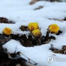 복수초 이미지