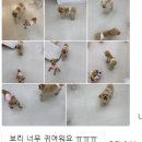 댕겨올개 이미지