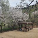 문화광장진입도로 황금개나리길 | 광명 벚꽃 명소 및 광명 벚꽃 축제