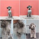 멍뭉이발소 이미지