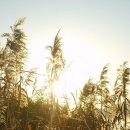 내고향서천 이미지