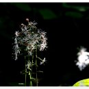 구절초 , 쑥부쟁이 , 억새....... 이미지