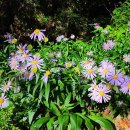 발교산 산장 이미지