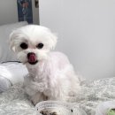 브라보 마이펫 이미지