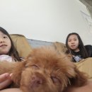여기서지금 | 🐾 지금 여기서 행복하개, 구리 강아지 카페 방문 후기 🐶