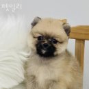 펫밀리샵 이미지