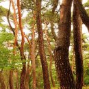 좋은소나무 이미지