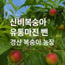 진수농장 | 신비복숭아 유통마진 뺀 경산 복숭아 농장 – 제철에 만나는 직거래 과일의 진수!