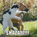 강아지와 고양이 이미지