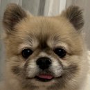 산토리민박 이미지