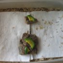 순조농장 이미지