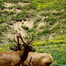 대관령사슴목장 이미지