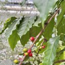 순이농장 | 경북 청도 아이랑 가볼만한곳 바나나 따기 대구 근교 체험 농장 꿈그린농원