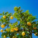 원광대학교 법학전문대학원 | 다섯 번째 레몬: "무슨 부귀영화를 보려고..."