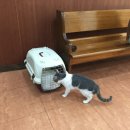 하하 동물병원 이미지