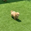 어썸멍스쿨 | 동탄 애견유치원 어썸멍스쿨 - 1일차 후기