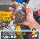 힐링여행 | [준비된오늘] 보령여행 고대도 쭈꾸미 갑오징어 낚시 친구들과 1박2일 힐링 여행 후기!