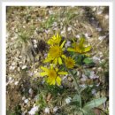 솜방망이 이미지