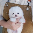 순광켄넬 이미지