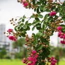 모산공원 Daum카페