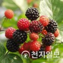 원기내 이미지