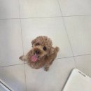 댕그리 펫 살롱 이미지