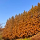 외국어대입구버스정류장_R | 한국외대 명수당 단풍명소 🍁 서울 근교 용인 가을 여행지 주차·포토존 후기