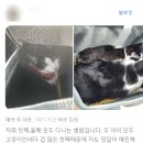 원당동물병원 이미지