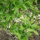 고지농장 이미지