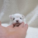 라클로이