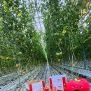 서정길농장 | 완숙미인 토마토 라이브방송 후기