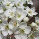 윙윙흑염소 이미지