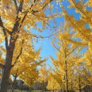 정천초등학교 | 주말 반려동물과의 힐링 산책― 안산 호수공원 나들이 후기