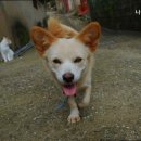 평촌나무동물병원 이미지