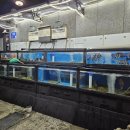 포구어가 이미지