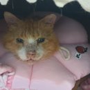 개ST하우스 이미지