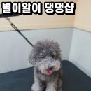 별이알이 댕댕샵 이미지